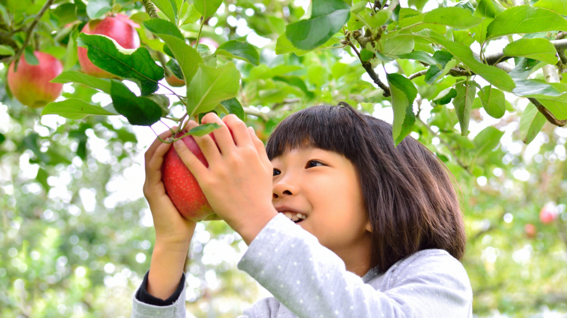 kid picking apple from tree