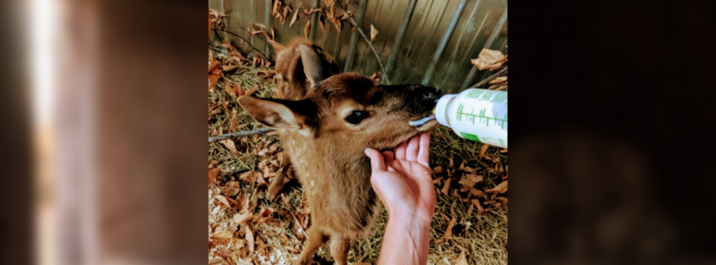 deer fed bottle of milk