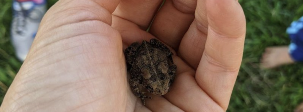 HAND HOLDING SMALL FROG