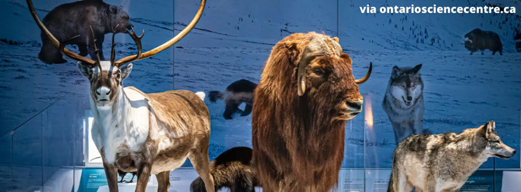 lifesize models of ice age era animals