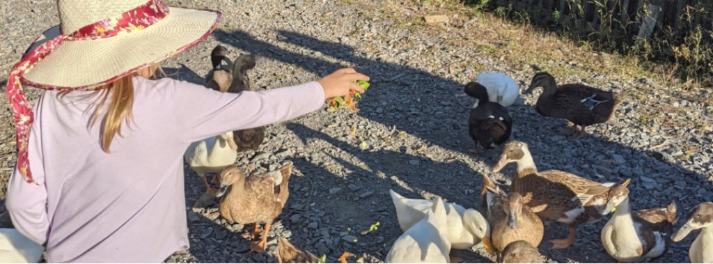 little girl feeding ducks at farm